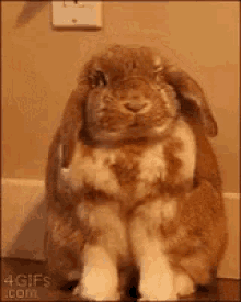 Fluffy Happy Bunny GIF - Fluffy Happy Bunny Smilev Funny Animals GIFs