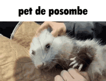 Possum Pet GIF - Possum Pet Possombe GIFs