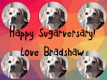 Ddo Bradshaw GIF - Ddo Bradshaw Sugarversary GIFs