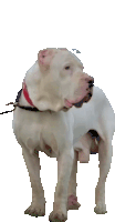 Bully Kutta Dog Sticker - Bully Kutta Dog Stickers