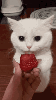 Cat Strawberry GIF - Cat Strawberry Eat GIFs