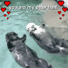 Otter Otters GIF - Otter Otters Otter Half GIFs