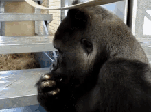Gorilla Pineapple What The Hell What The Fuck Huh Okay GIF - Gorilla Pineapple What The Hell What The Fuck Huh Okay GIFs