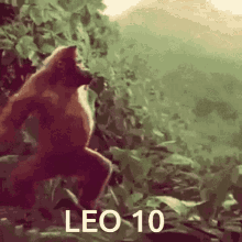 Leo 10 GIF - Leo 10 Macaco GIFs