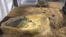 a frog is sitting in a bowl of water on top of a pile of gravel .