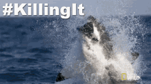 Jump GIF - Killing It Shark Bite GIFs