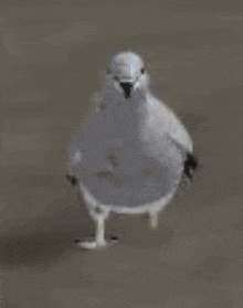 a pigeon is standing on the ground and looking at the camera
