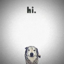 a dog is standing in front of a white background that says hi.