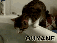 Ouyane Oihane GIF - Ouyane Oihane Sex GIFs