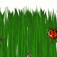 Bugs Insects GIF - Bugs Insects Walking GIFs