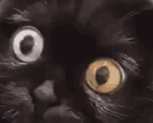 cat pupils dilating omg stare