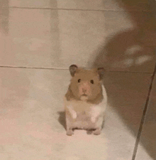a brown and white hamster is standing on its hind legs on a tiled floor .