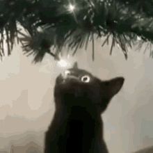 Cat Eats Christmas Light GIF - Cat Eats Christmas Light GIFs