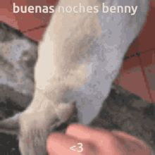 Benjy Benny GIF - Benjy Benny Ml GIFs