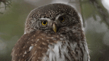 Looking Eurasian Pygmy Owl GIF - Looking Eurasian Pygmy Owl Robert E Fuller GIFs
