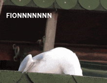 the word fionnnnnn is on a picture of a rabbit