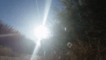 the sun shines brightly through the trees and grass