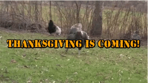 Thanksgiving Break Turkey GIF - Thanksgiving Break Thanksgiving Turkey GIFs