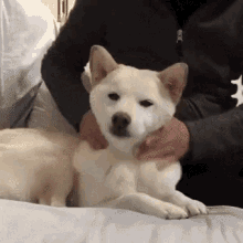 Massage Dog GIF