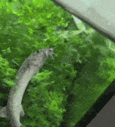 a fish with its mouth open is swimming in a tank