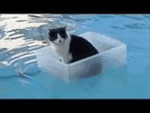 Tgp Cat In Water GIF - Tgp Cat In Water Good Cat GIFs