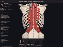 Iliocostalis Lumborum Spine Lateral Flexion GIF