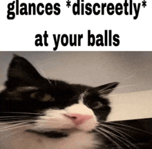 a black and white cat with the words " glances discreetly at your balls "