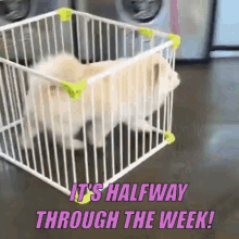 dog escape halfway through the week wednesday feel