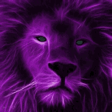 Lions Wildlife GIF - Lions Wildlife Violet GIFs