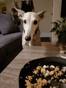 Greyhound Food GIF