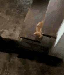 Cat Fight Retaliation GIF - Cat Fight Retaliation Kitty GIFs