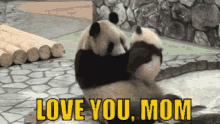 mothers day love you mom panda