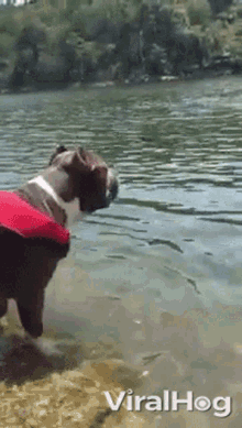 swim to the rescue here i come savior dog