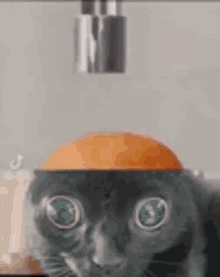a close up of a cat 's face with a faucet on top of it .