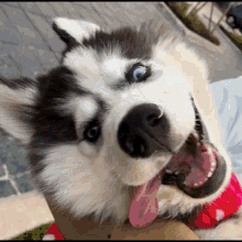 Husky Dog GIF - Husky Dog Siberian GIFs