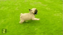 Happy Pugs GIF - Pug Happy Running GIFs