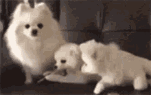 Puppy Puppies GIF - Puppy Puppies Play Time GIFs