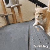 Running On A Treadmill Cat GIF - Running On A Treadmill Cat Viralhog GIFs