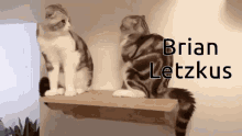 Brian Letzkus Cat GIF - Brian Letzkus Cat Push GIFs