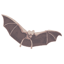 bat ghost