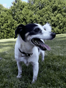 Dogs Looking GIF - Dogs Looking Cant See GIFs