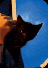 a person petting a black cat with a blue background