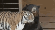 tigers bears friends