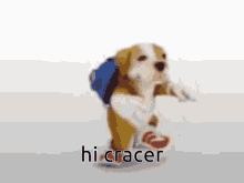 Hi Cracer GIF - Hi Cracer GIFs