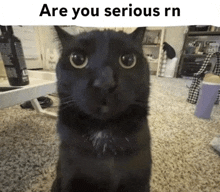 a black cat is looking at the camera with the caption " are you serious rn " above it