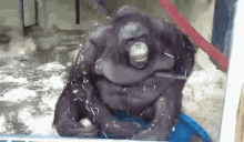 a gorilla is sitting on top of a blue object in a pool of water .