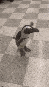 Kaylos Pingling GIF - Kaylos Pingling Penguin GIFs