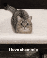 Chammie Cat GIF - Chammie Cat GIFs