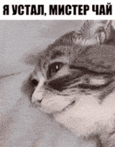 a black and white photo of a cat with russian writing