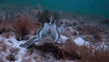 Heterodontus Portusjacksoni Port Jackson Shark GIF - Heterodontus Portusjacksoni Portusjacksoni Port Jackson Shark GIFs